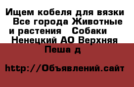 Ищем кобеля для вязки - Все города Животные и растения » Собаки   . Ненецкий АО,Верхняя Пеша д.